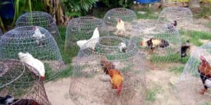Dinh Dưỡng Dành Cho Gà Đá - Cùng 79win Tăng Cường Sức Mạnh Cho Chiến Kê