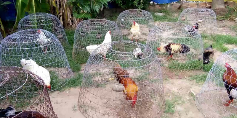 Dinh Dưỡng Dành Cho Gà Đá - Cùng 79win Tăng Cường Sức Mạnh Cho Chiến Kê