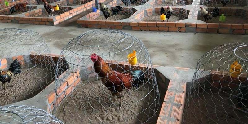 Nguyên tắc cơ bản trong việc xây dựng chế độ dinh dưỡng dành cho gà đá